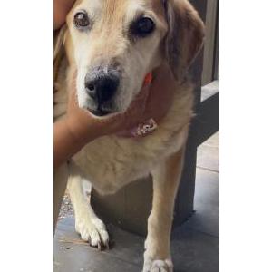 Lost Dog Cookie