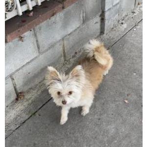 Image of Unknown, Found Dog