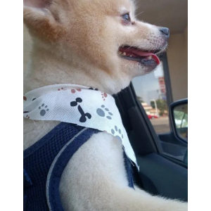 Image of Filimon, Lost Dog