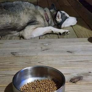 Found Dog Unknown
