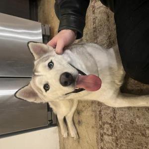 Image of Unknown, Found Dog