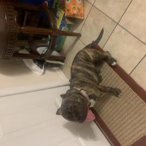 Image of Birdie, Lost Dog