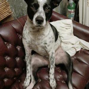 Lost Dog George