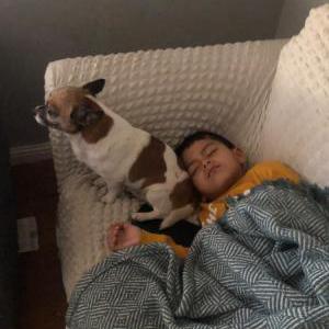 Image of Spot, Lost Dog