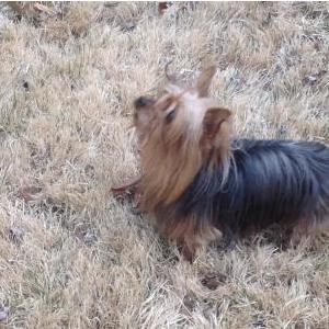 2nd Image of Riley, Lost Dog