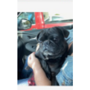 Image of Unknown, Found Dog
