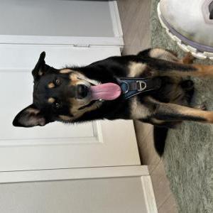 Image of Unknown, Found Dog