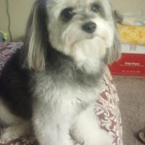 Image of Rocky, Lost Dog