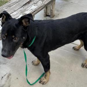 Image of Unknown, Found Dog