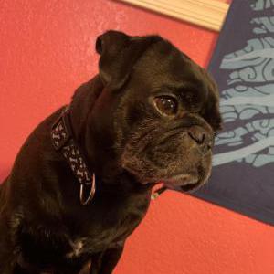 Image of Unknown, Found Dog