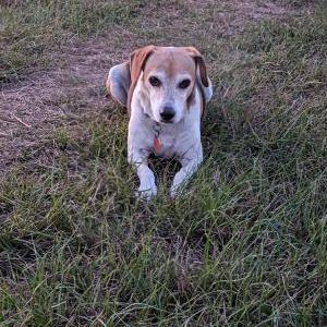 Lost Dog Copper