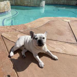 Image of Cooper, Lost Dog