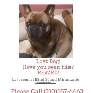 Lost Dog Gucci