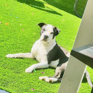 Lost Dog Tyson