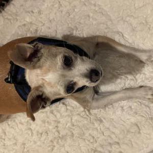 Image of Unknown, Found Dog