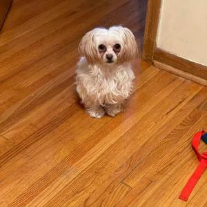 Lost Dog Juicy