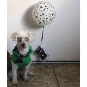 Lost Dog Huero
