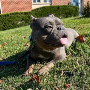 Found Dog N/A