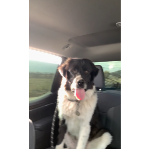 Image of Oso, Lost Dog