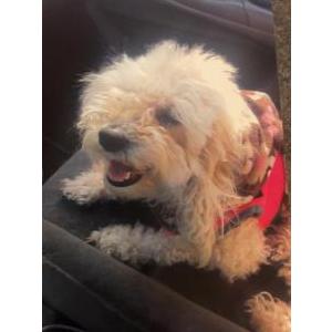 Image of Popis, Lost Dog