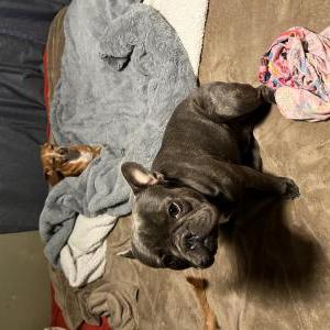 2nd Image of Chapo, Lost Dog