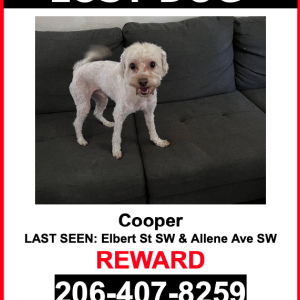 Lost Dog Cooper