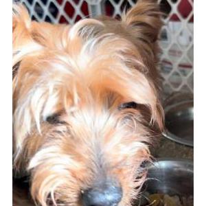 Lost Dog Cooper