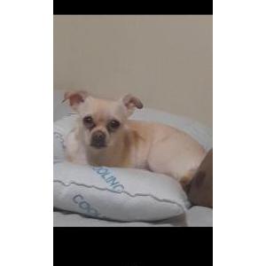 Image of Athena, Lost Dog