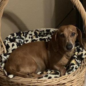 Image of Caesar Huerta, Lost Dog