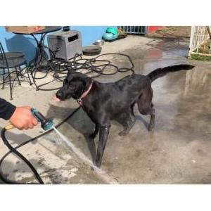 Image of Zoey, Lost Dog