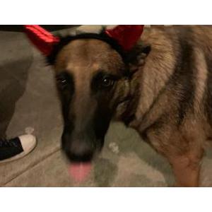 Image of Frida, Lost Dog