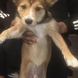 Lost Dog Static