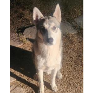 Image of Unknown, Found Dog