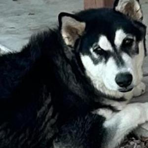 Image of Unknown, Found Dog