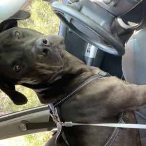 Lost Dog mylo