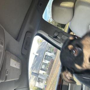 Image of Unknown, Found Dog