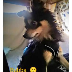 Lost Dog Bubba