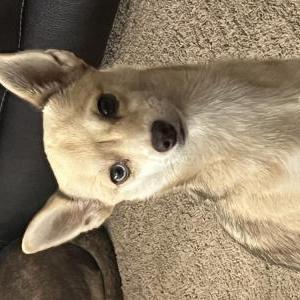 Image of Teddy, Lost Dog