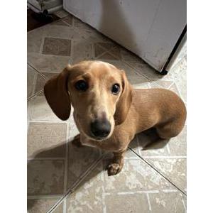 Image of Luna, Lost Dog