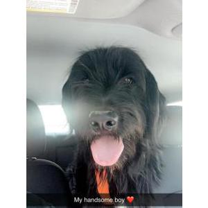 Image of Monty, Lost Dog