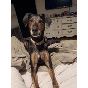 Image of Hazel, Lost Dog