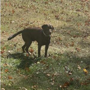 Image of Remington, Lost Dog