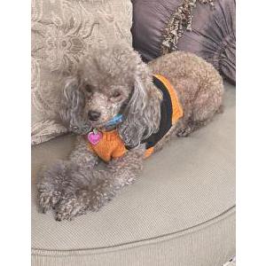 Image of Ruby, Lost Dog