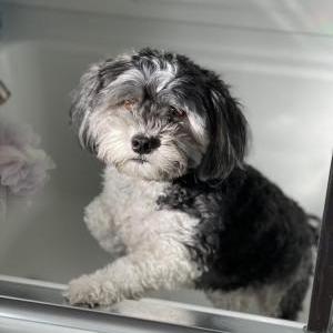 Lost 1 Oreo (NY)