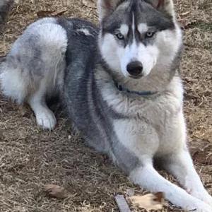 Lost 1 Jasmine (AR)