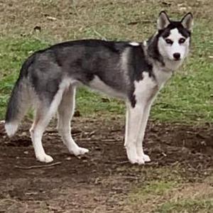 Lost 1 Ivy (AR)