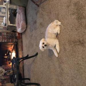 Image of Daisy, Lost Dog