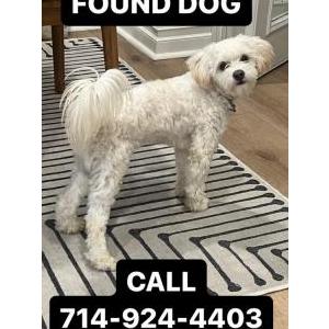 Found Dog Unknown