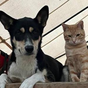 Lost Dog Maggie