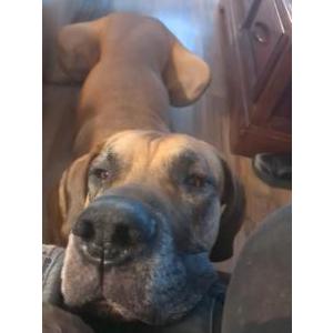 Lost Dog Diesel